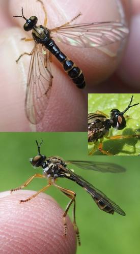Réf. 233 356 : Dioctria linearis